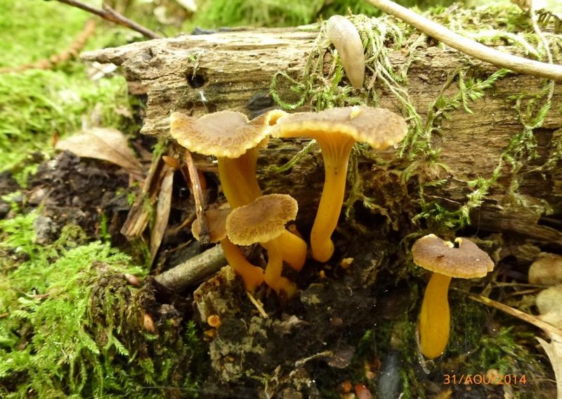 Chanterelles en tube 001